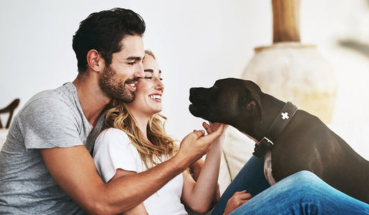 5 Must-Have Smart Accessories to Simplify Pet Parenting