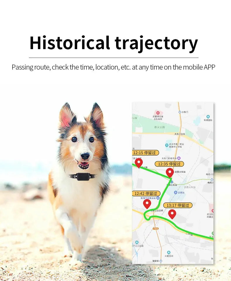 Waterproof Pet GPS Tracker Collar – Real-Time Tracking with No Monthly Fees - My Fur Baby